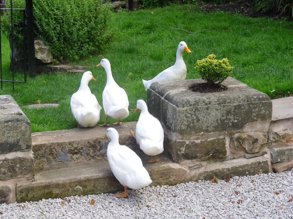 Tithe Barn Bed And Breakfast Carnforth Dış mekan fotoğraf